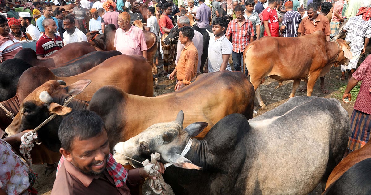 মহাস্থান হাটে গরুর ক্রেতা বেশি