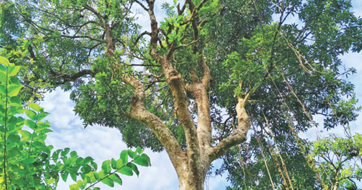 প্রধানমন্ত্রী মা গাছ রক্ষার নির্দেশ