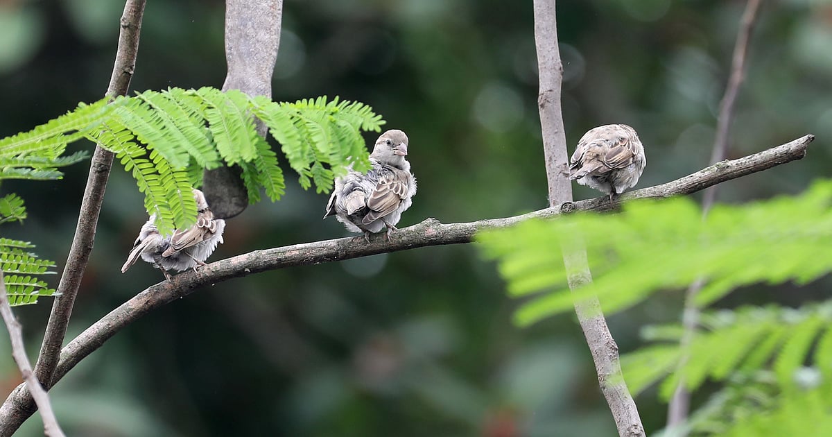 মেঘবৃষ্টির দিনে পাখিরা কীভাবে আচরণ করে