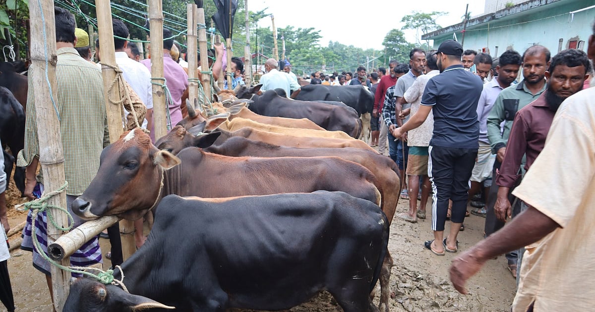 কোরবানির হাটে গরুর বাজার মন্দা