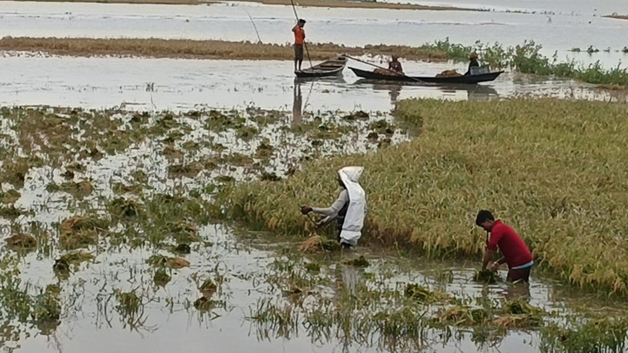 হাওরের কৃষকদের ভাঙা মনে ঈদুল আজহা