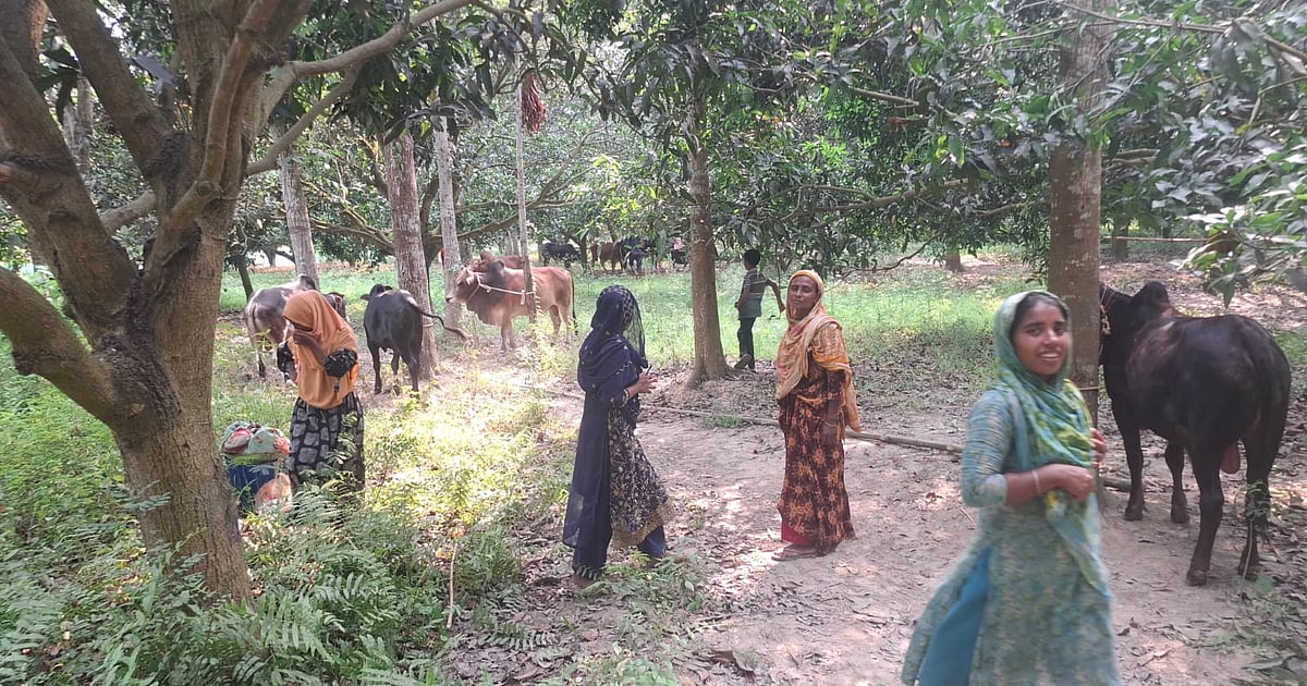 পদ্মা নদীর চরে গরুর বিক্রয়ের ব্যাপার