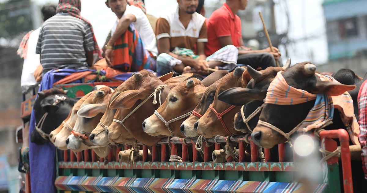 কোরবানির পশুর জন্য আধুনিক কসাইখানা কবে হবে বাংলাদেশে