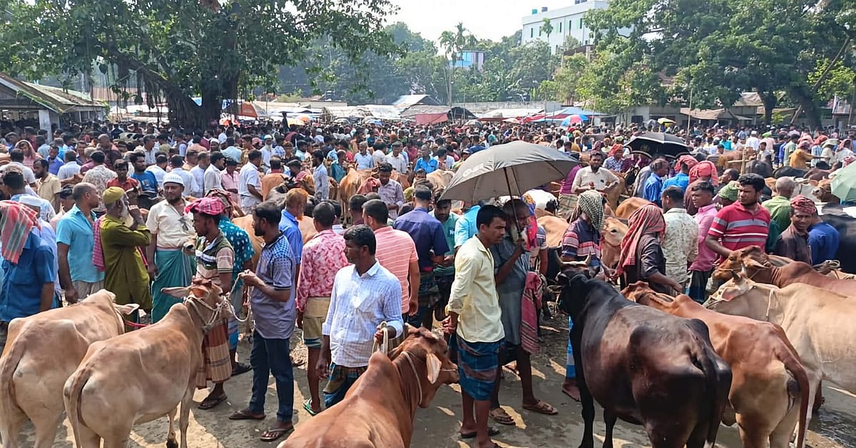 কোরবানির পশুর হাটে মহিষের আক্রমণে দুজনের মৃত্যু