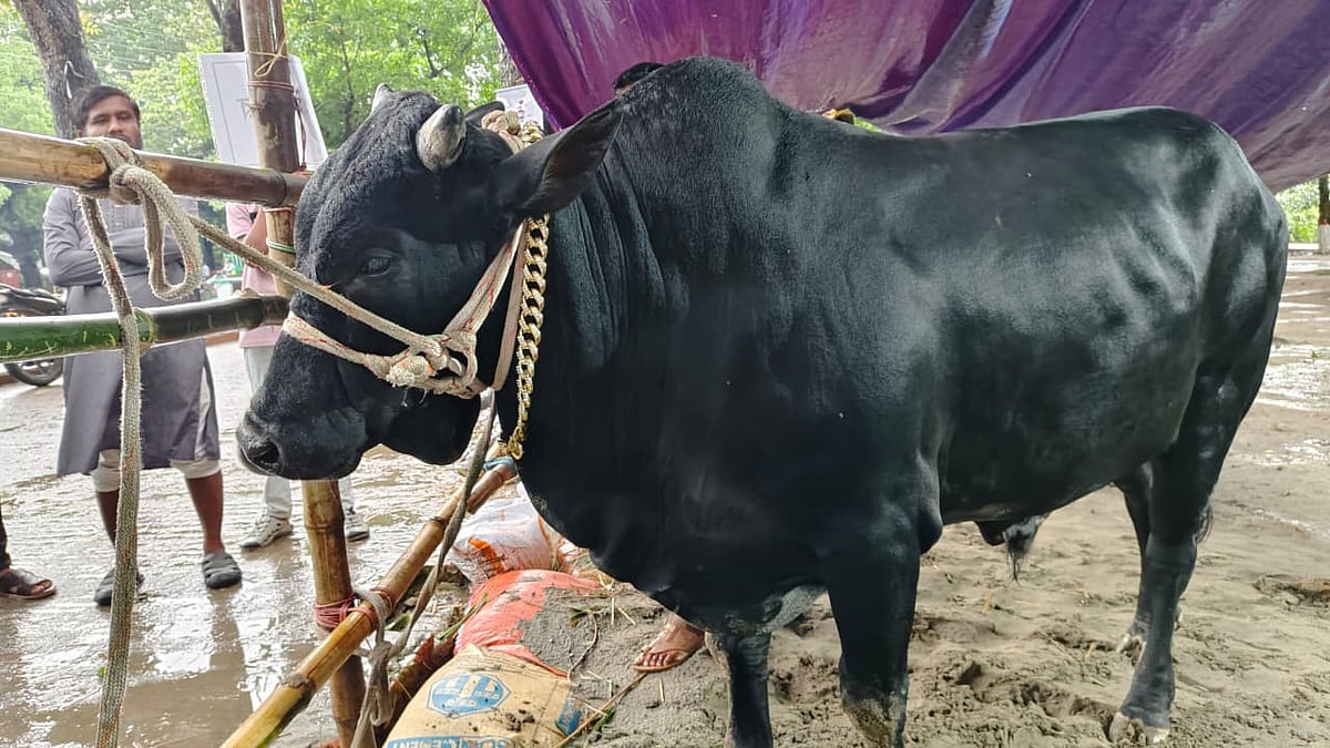 ময়মনসিংহের কমিশনার ষাঁড় বিক্রির আশা খামারির