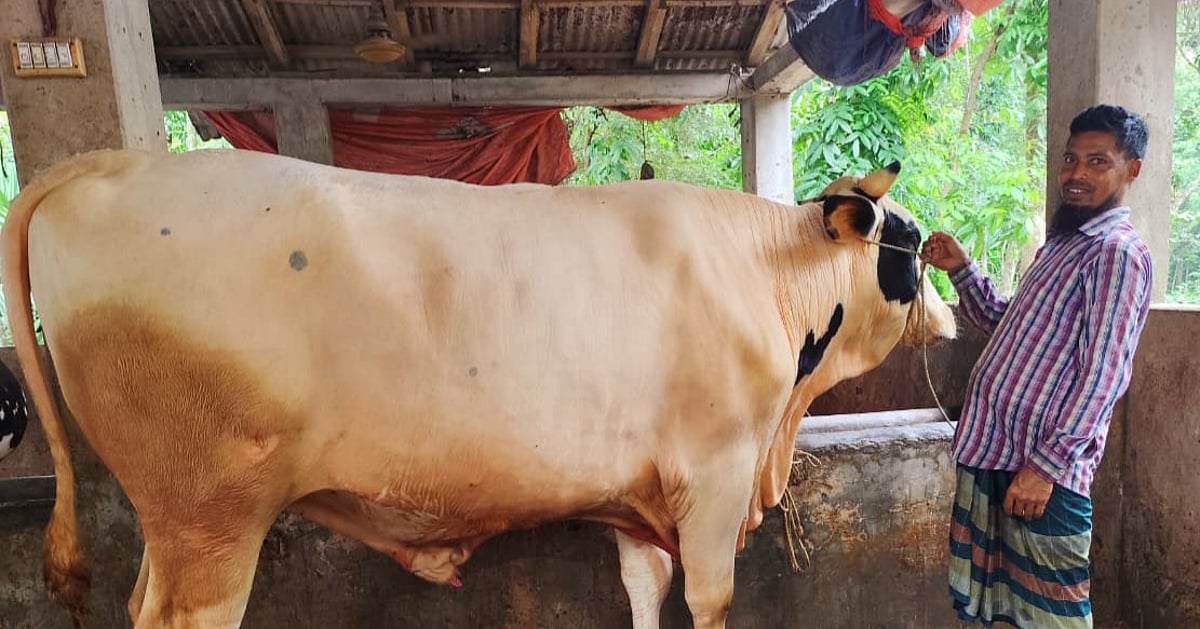 বড় গরু বিক্রি না হলে খামারির দুশ্চিন্তা