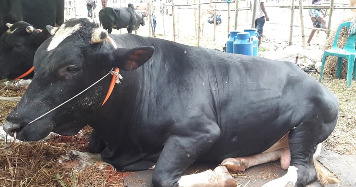 কোরবানির পশুর হাটে আলাদা ষাঁড়ের নজর কাড়ছে ক্রেতাদের