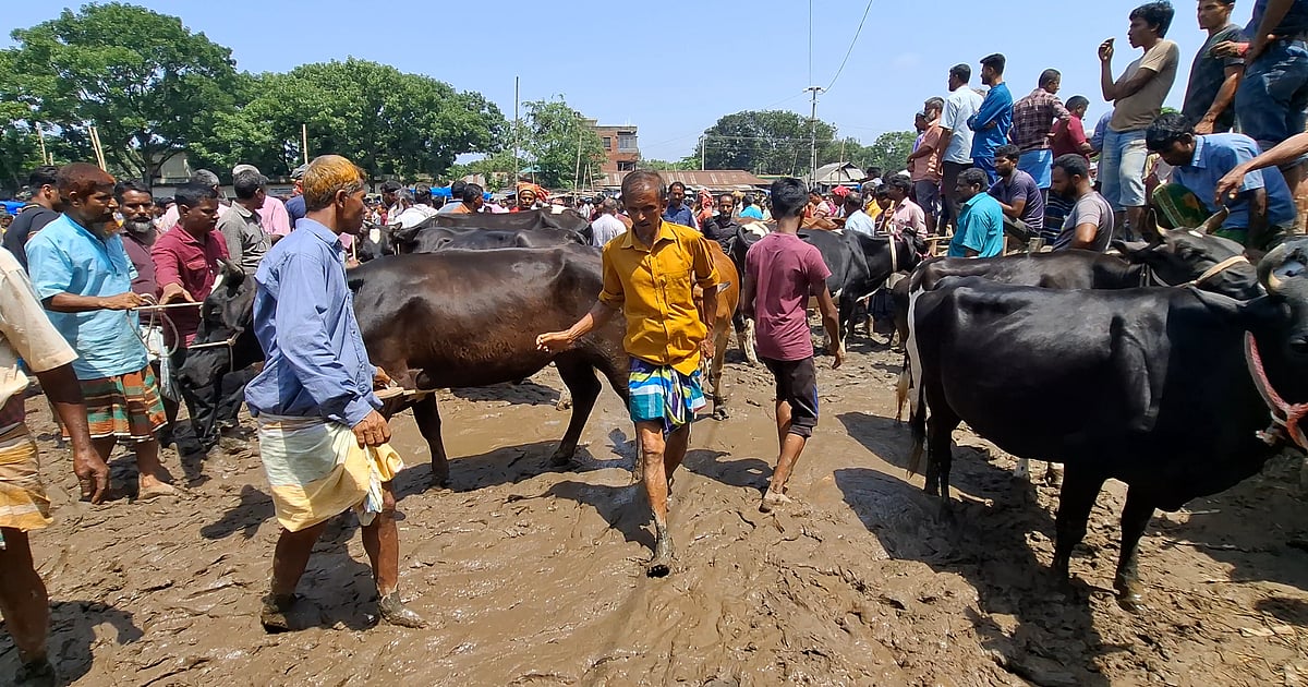 ঠাকুরগাঁওতে কোরবানির পশুর হাটে দুর্ভোগ