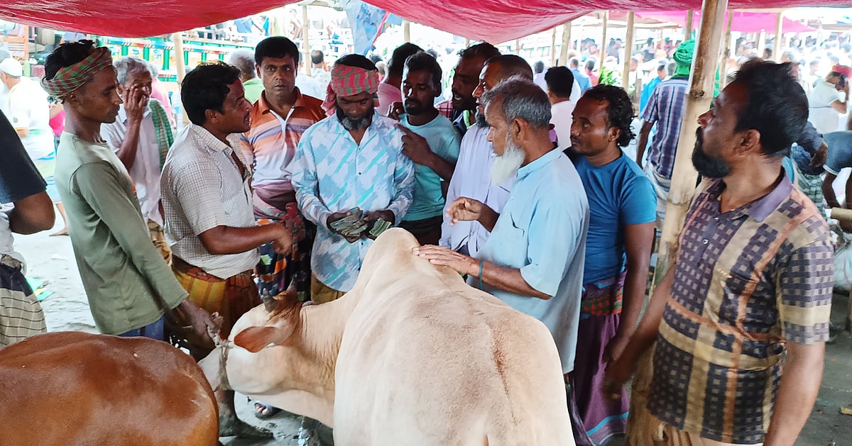 পাবনার বেড়া ও সাঁথিয়ায় গরু বিক্রির দাম বেশি হলেও খামারিরা খুশি