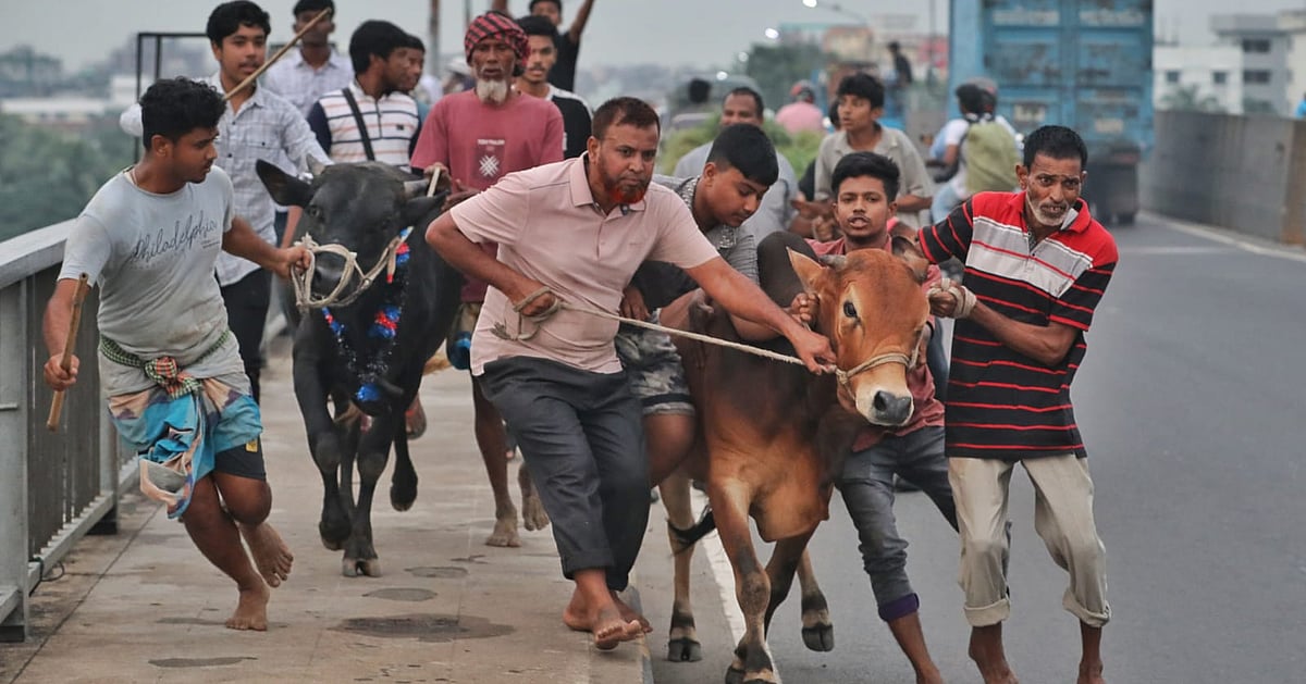 কোরবানির পশু কেনার আগে দেখে নিন এই পরামর্শ
