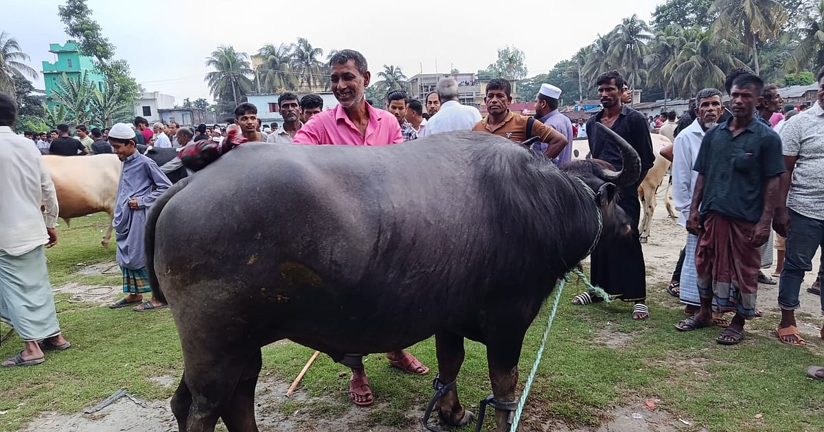 কোরবানির জন্য মহিষ পছন্দ বেশি, কেন?
