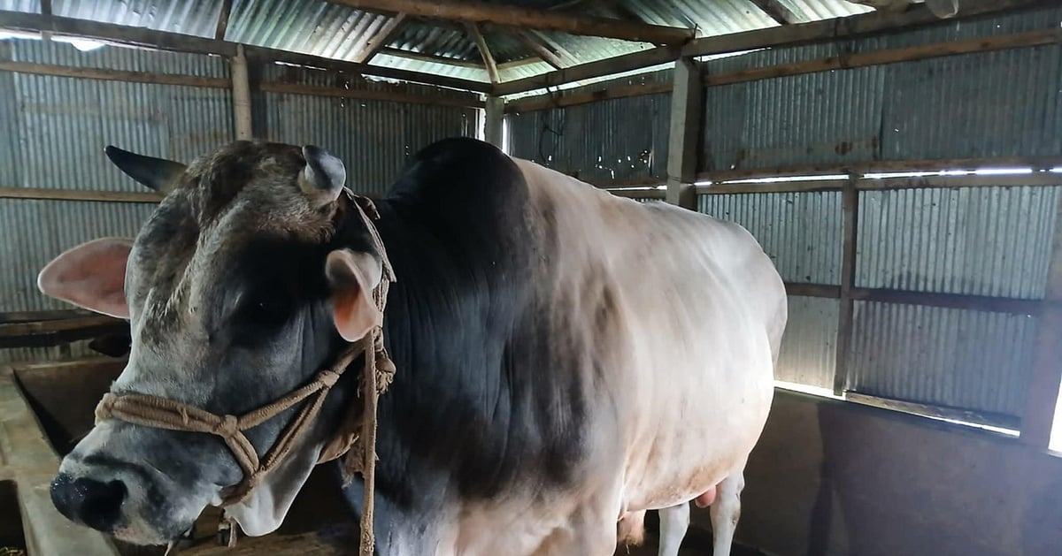 লালমনিরহাটের বিশাল ষাঁড়টি এবারও বিক্রি হয়নি