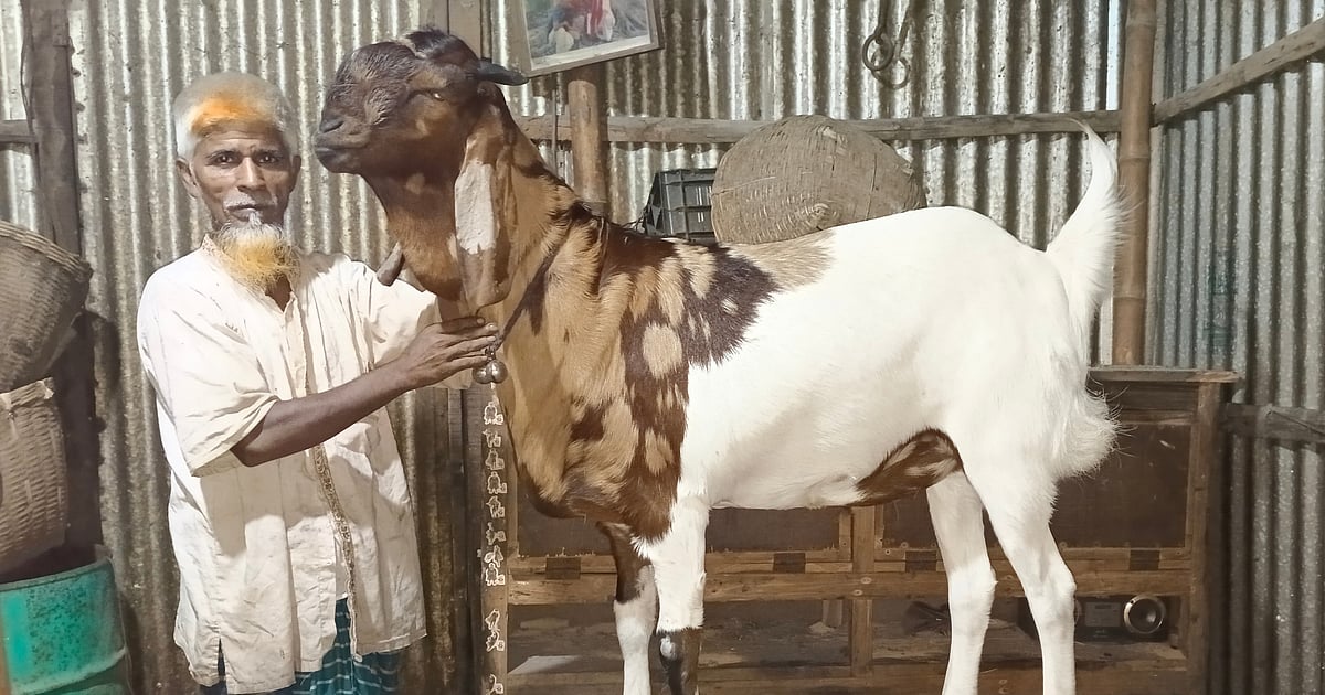 বাংলাদেশের এক ছাগল যা বিশ্বের সবচেয়ে বড় খাসি