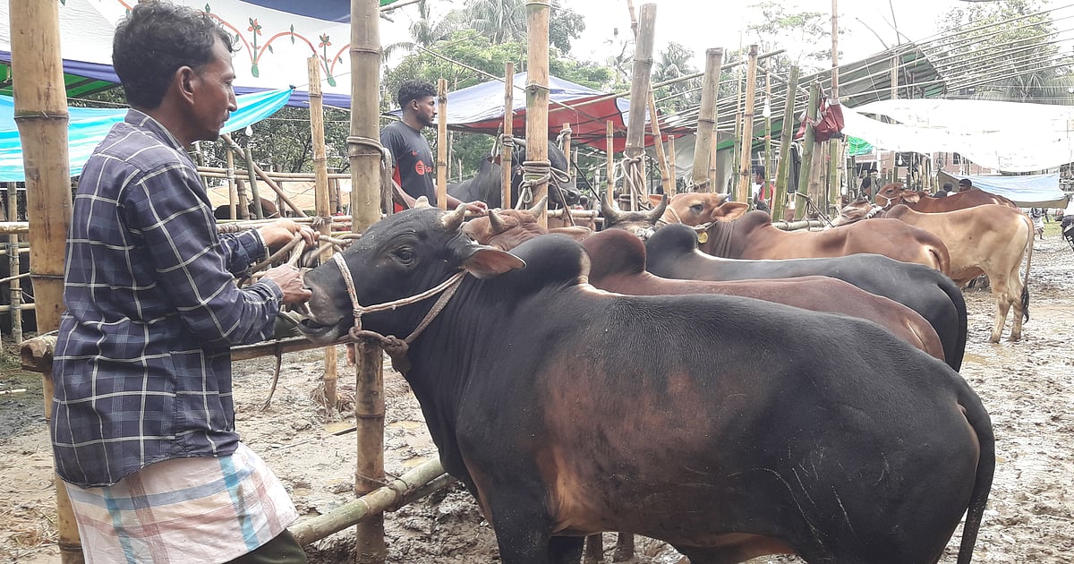 কোরবানির পশুর হাটে বৃষ্টির বাগড়া, ক্রেতা-বিক্রেতার দুর্ভোগ