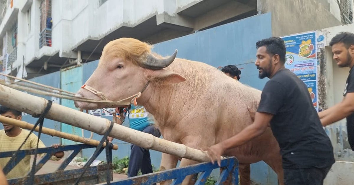 বাংলাদেশের একটি অ্যালবিনো মহিষ যাকে ডোনাল্ড ট্রাম্প নামে ডাকা হচ্ছে