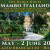 Mambo Italiano 2025