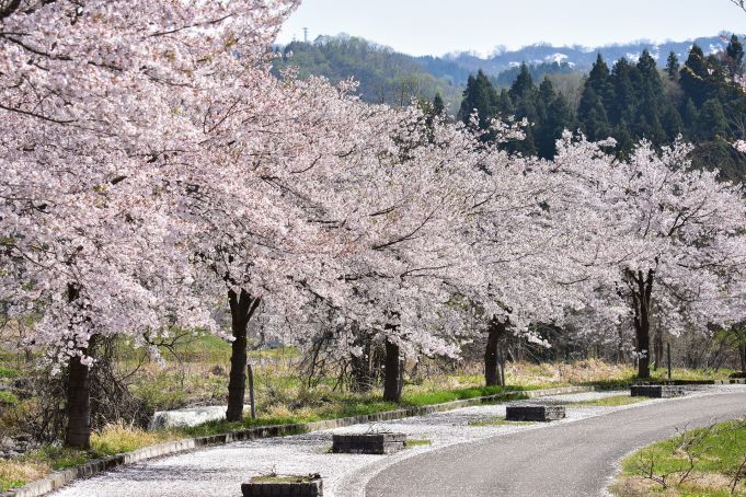 Featured image for post Hanami vs Ruby on Rails
