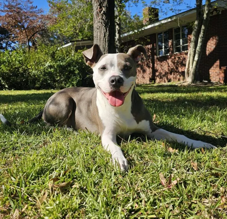 Blue nose pitbull named Penny