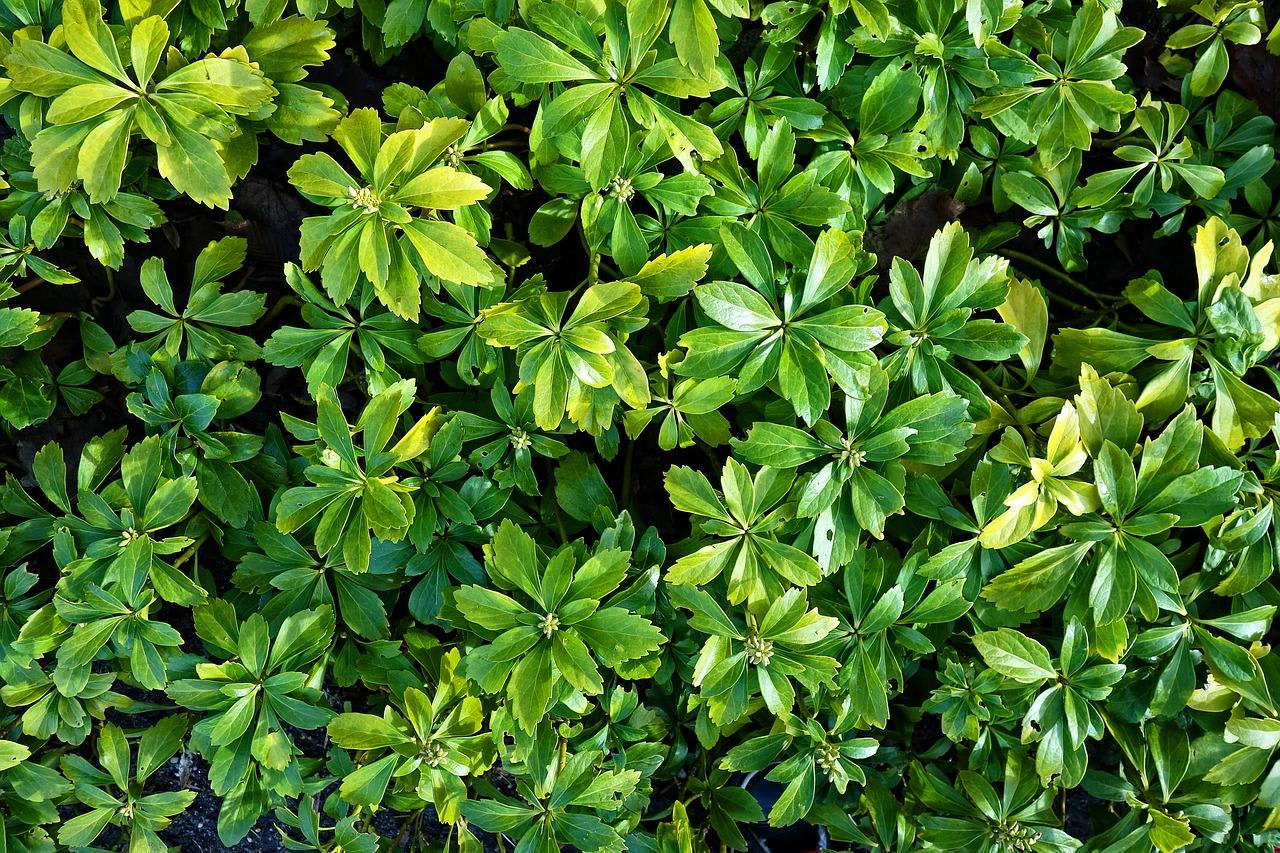 green ground cover used for landscaping
