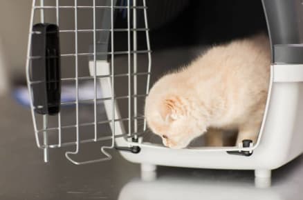 get your cat accustomed to being in a car and inside of a carrier