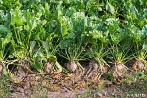 Are red beets genetically modified