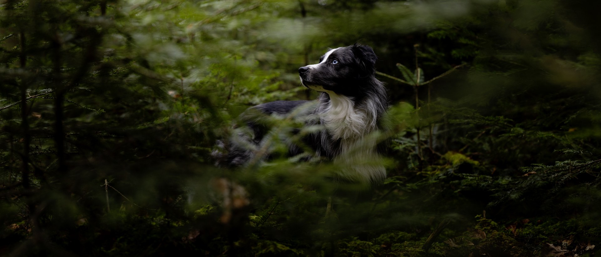 Between Pines and Shadows