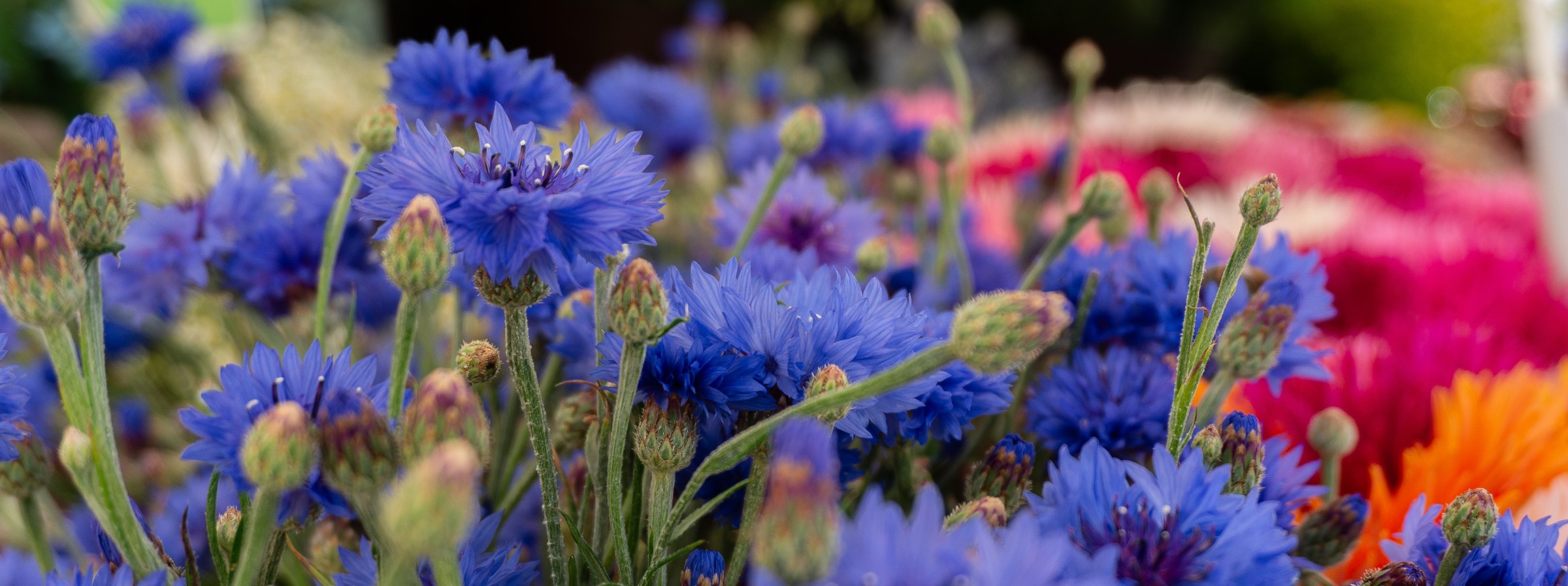 Gärtnerei van der Geer