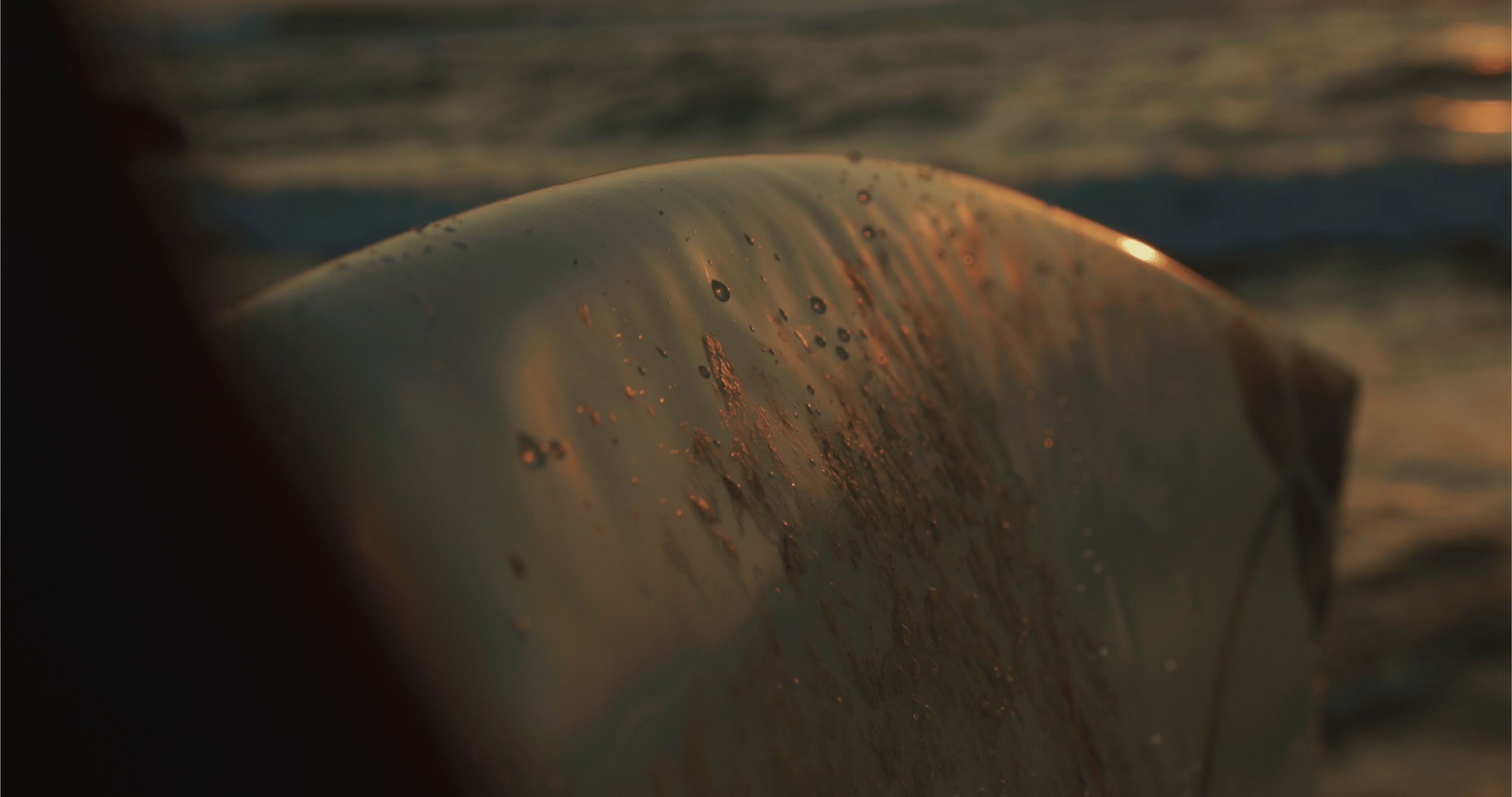 Flow | Surf Kurzfilm