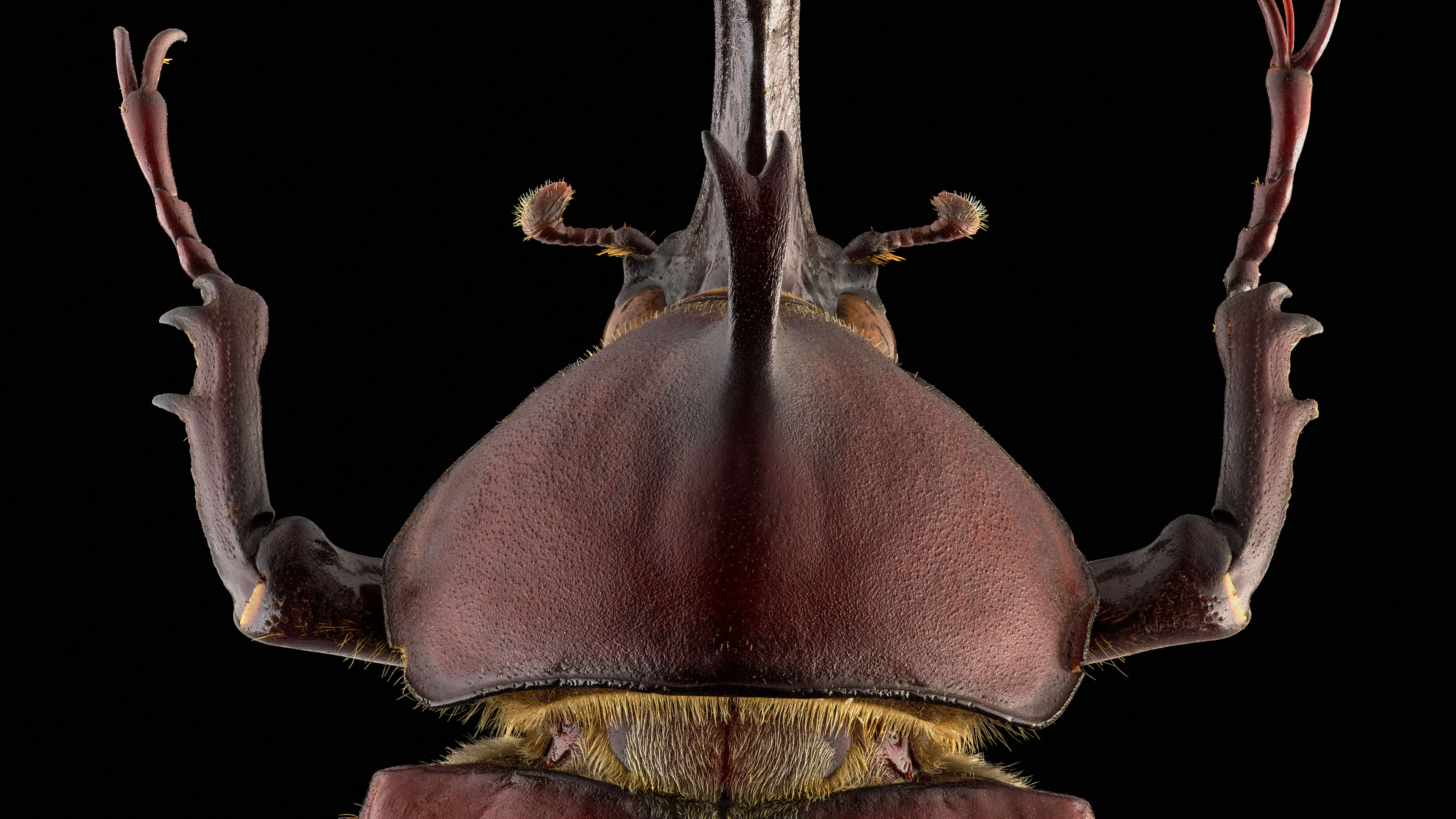 Japanischer Nashornkäfer