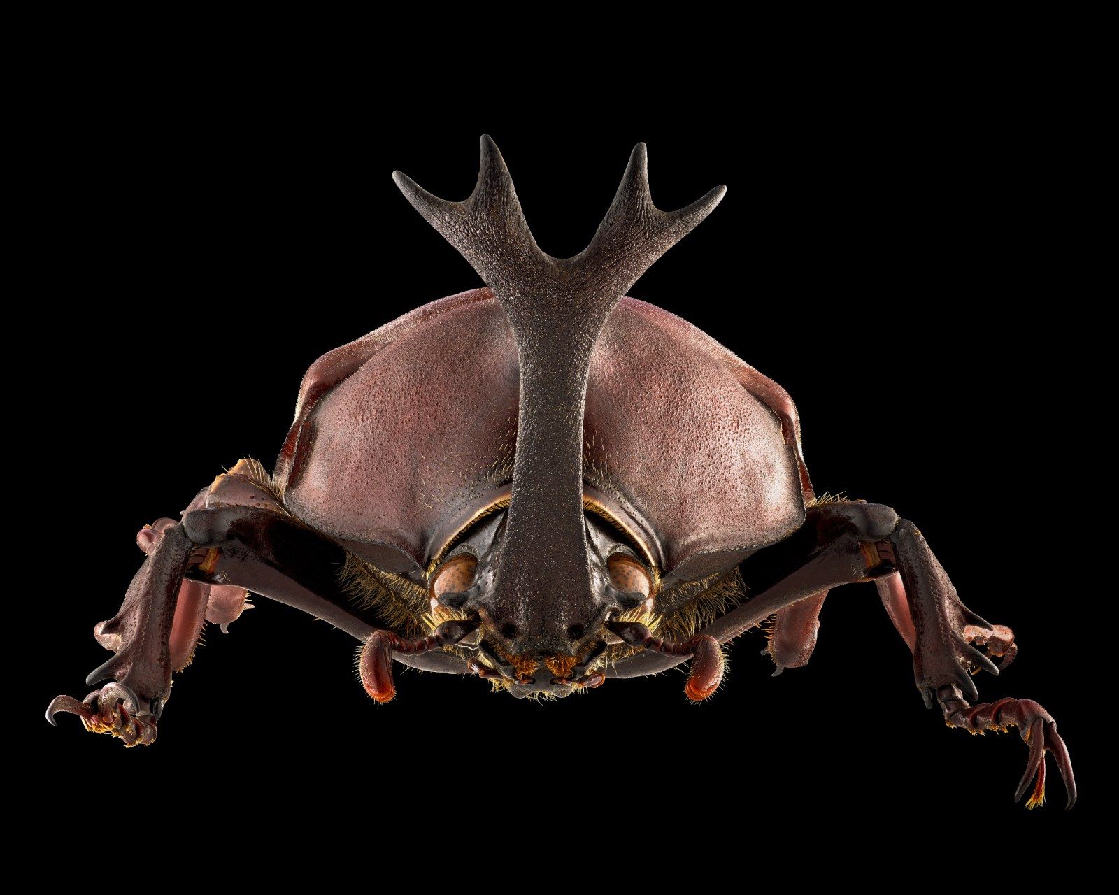 Japanischer Nashornkäfer