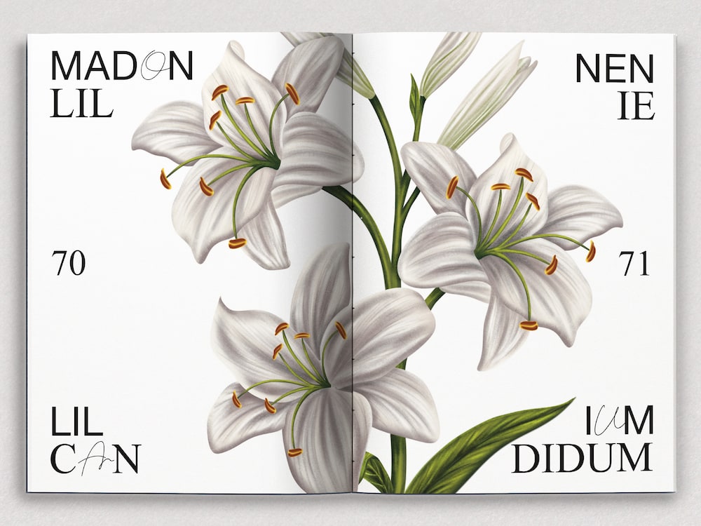 Buch & Memory: Heilkräuter für Frauen