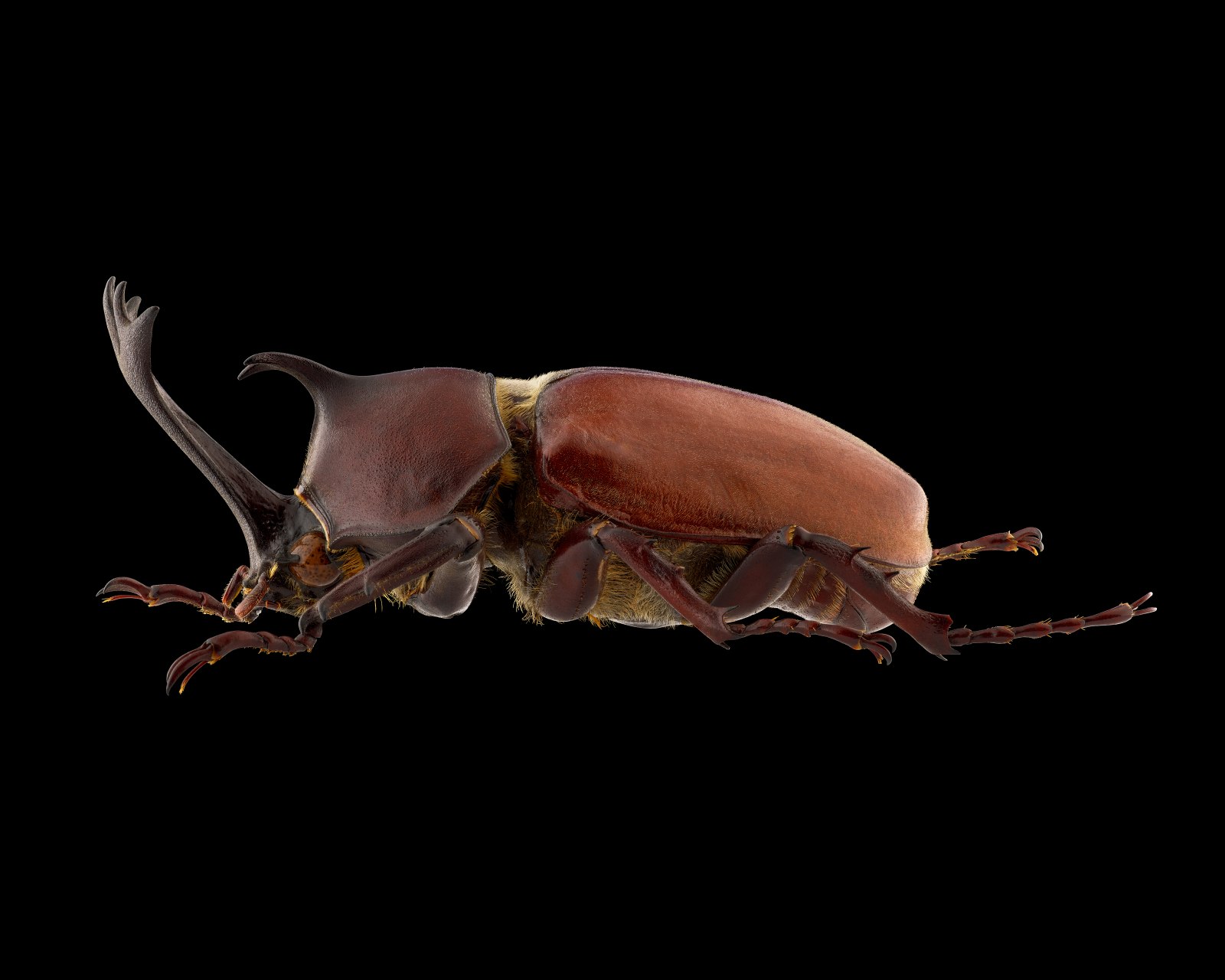 Japanischer Nashornkäfer