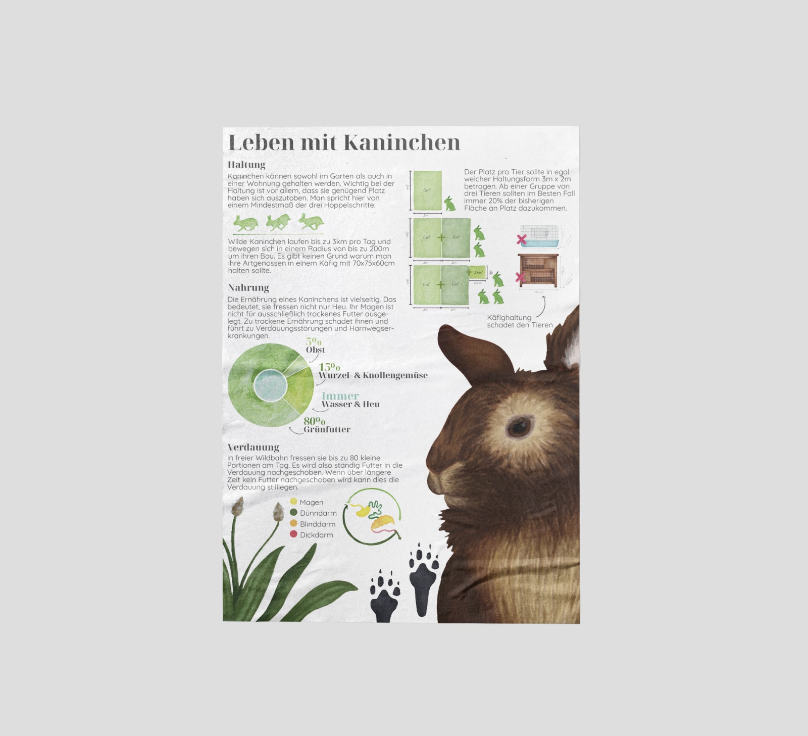 Kaninchen – kleine Tiere mit großen Bedürfnissen