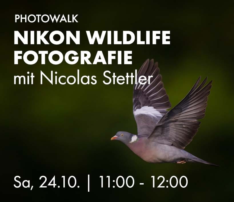 Nikon Wildlife Photowalk mit Nicolas Stettler, Sa, 24.10. 11:00 bis 12:00 Uhr