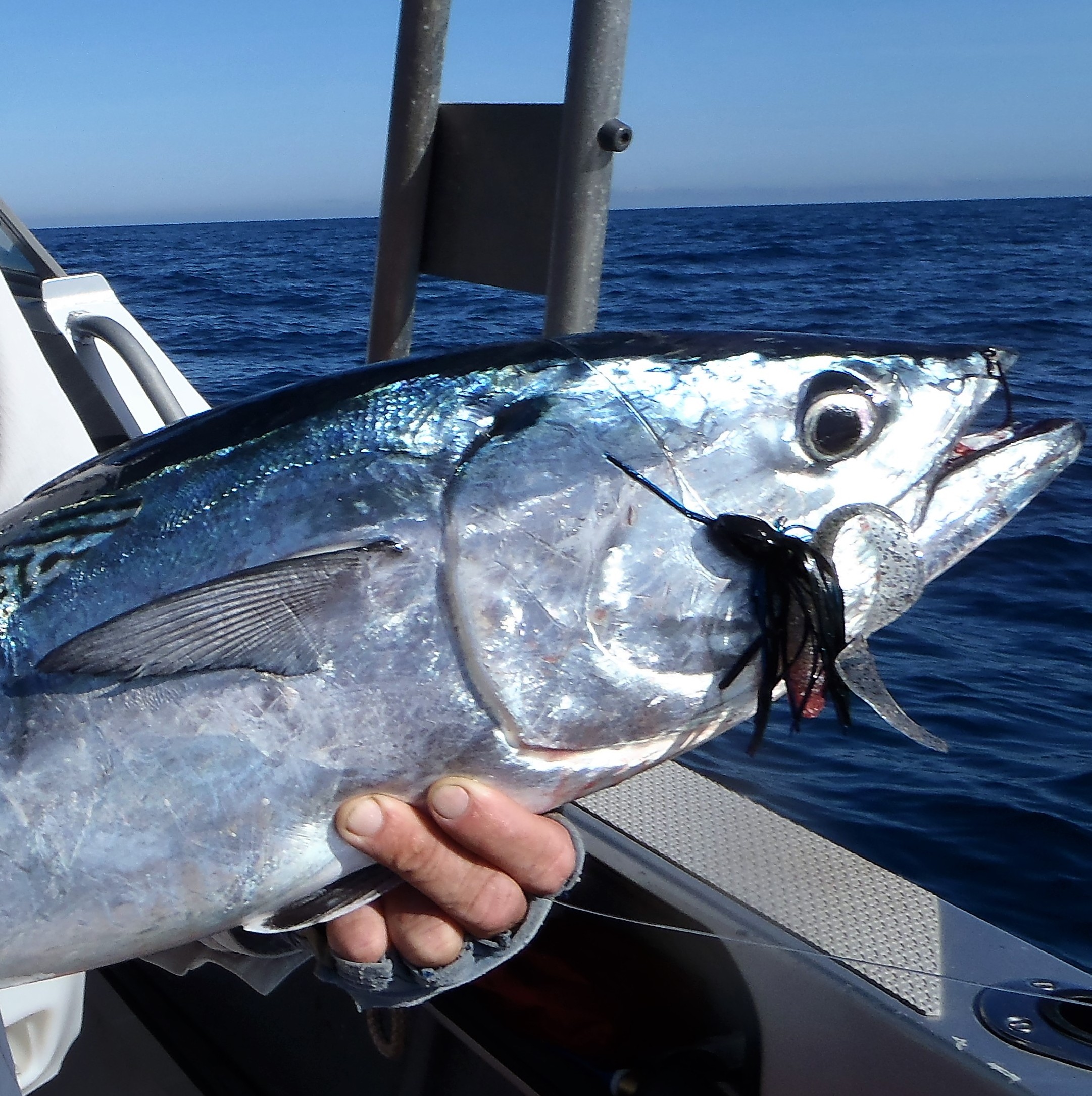 https://res.cloudinary.com/lbjleqsnl/image/upload/v1523248922/Fish%20Images/skirted_jig_and_soft_plastic_Mackeral_Tuna_2_xcymle.jpg