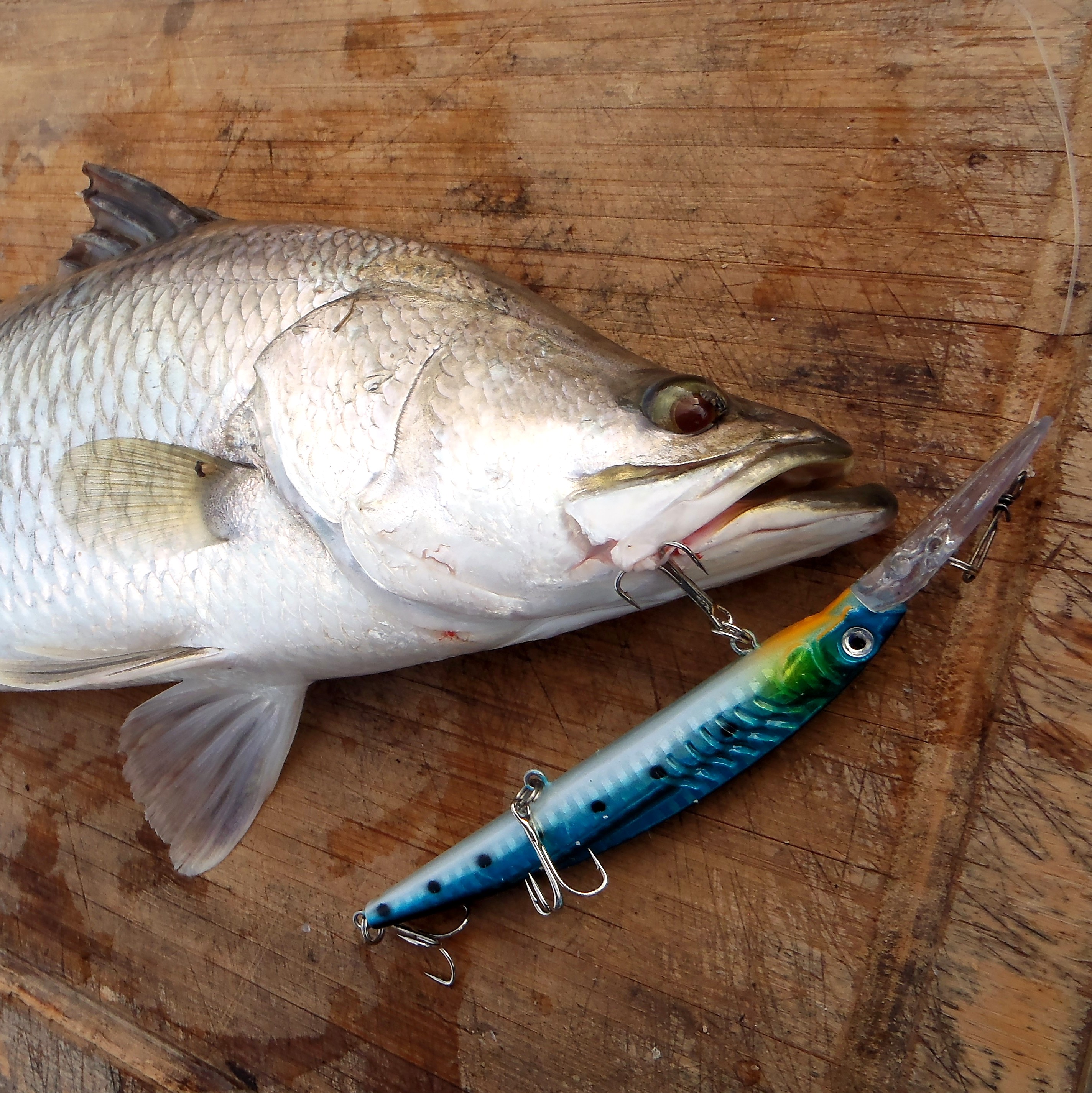 Attention! A NEW flashing-oriented lure for sunfish and GT! Diving