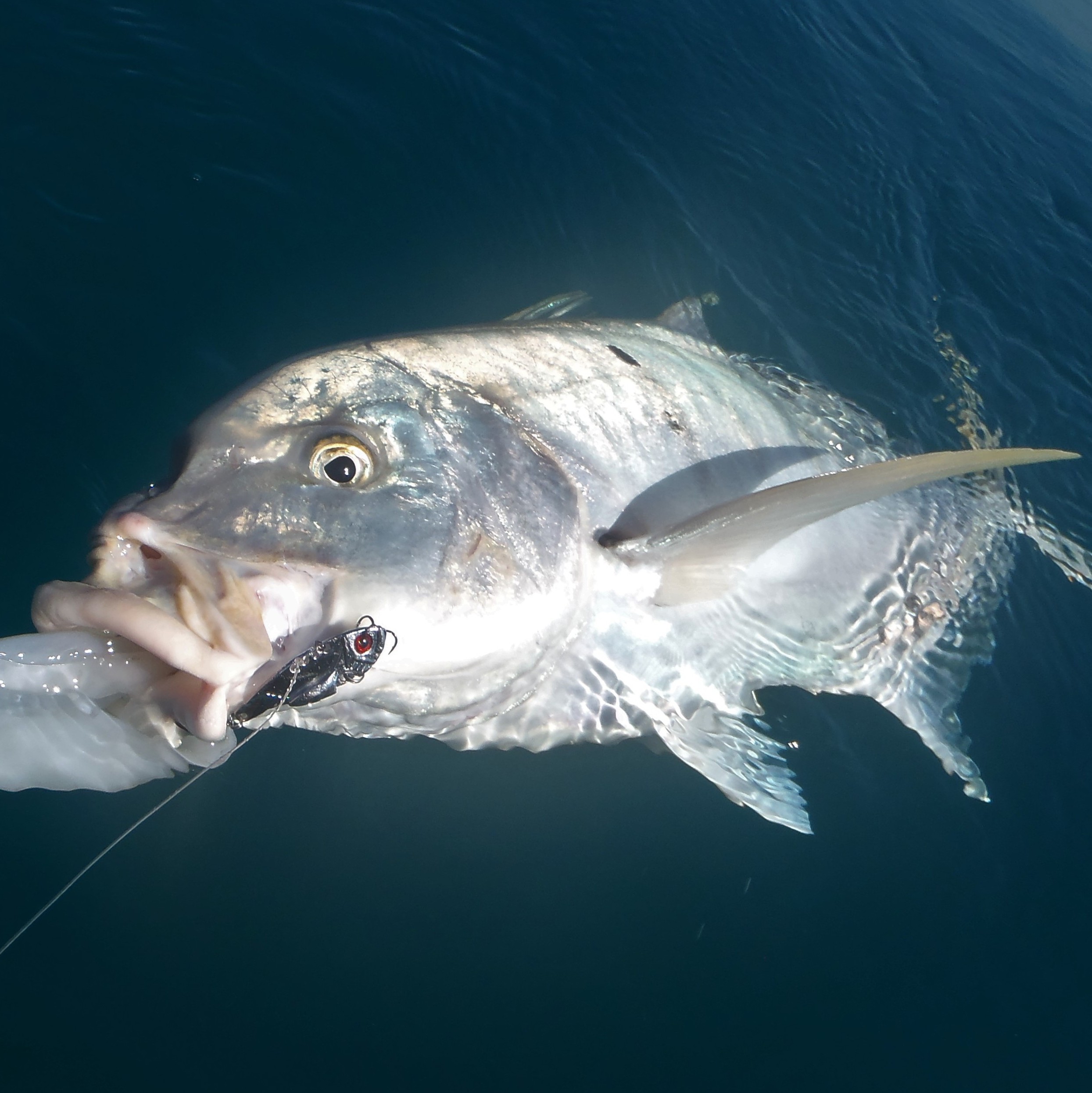 Feathered Lures