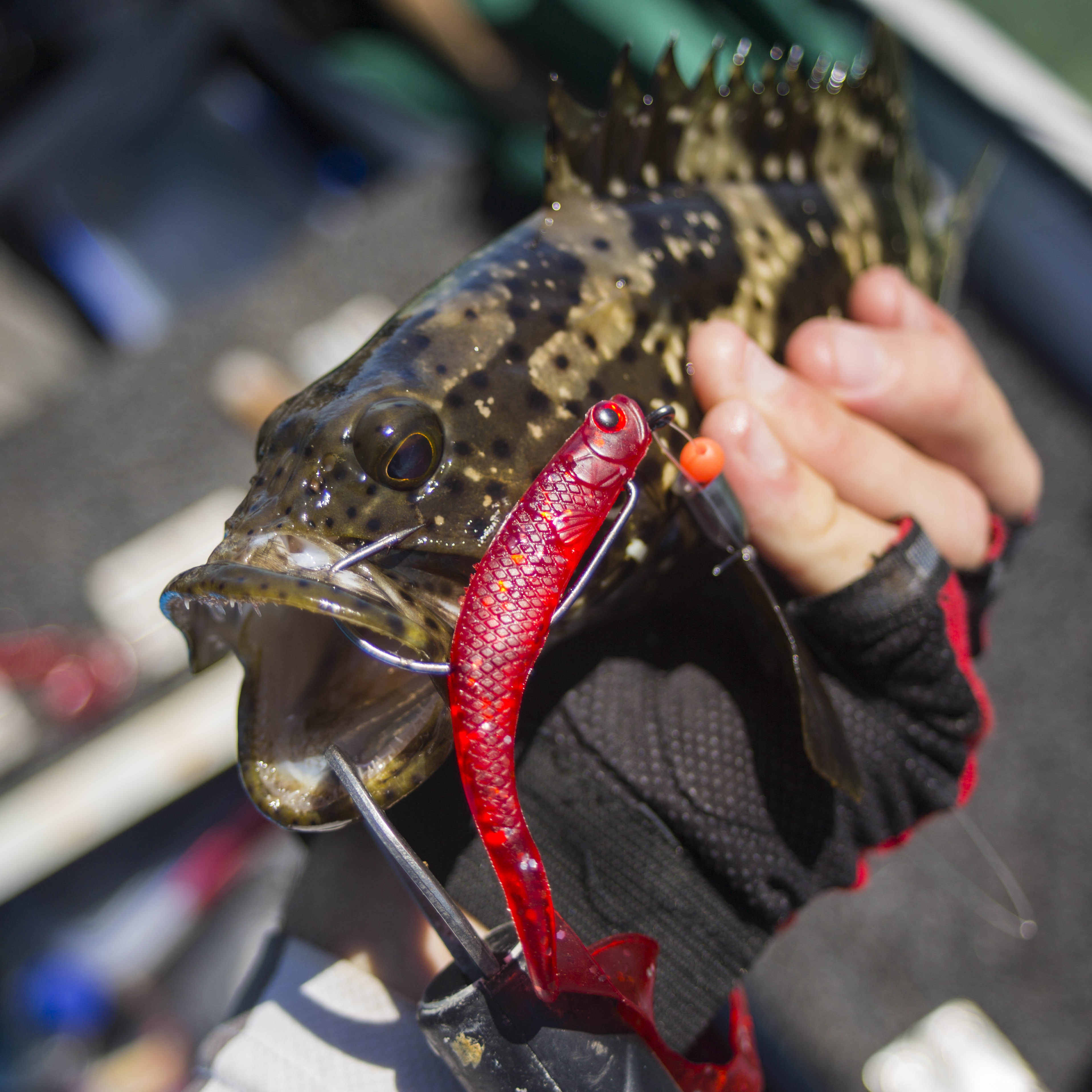 Fishing for Flathead on Soft Plastic Fishing Lures