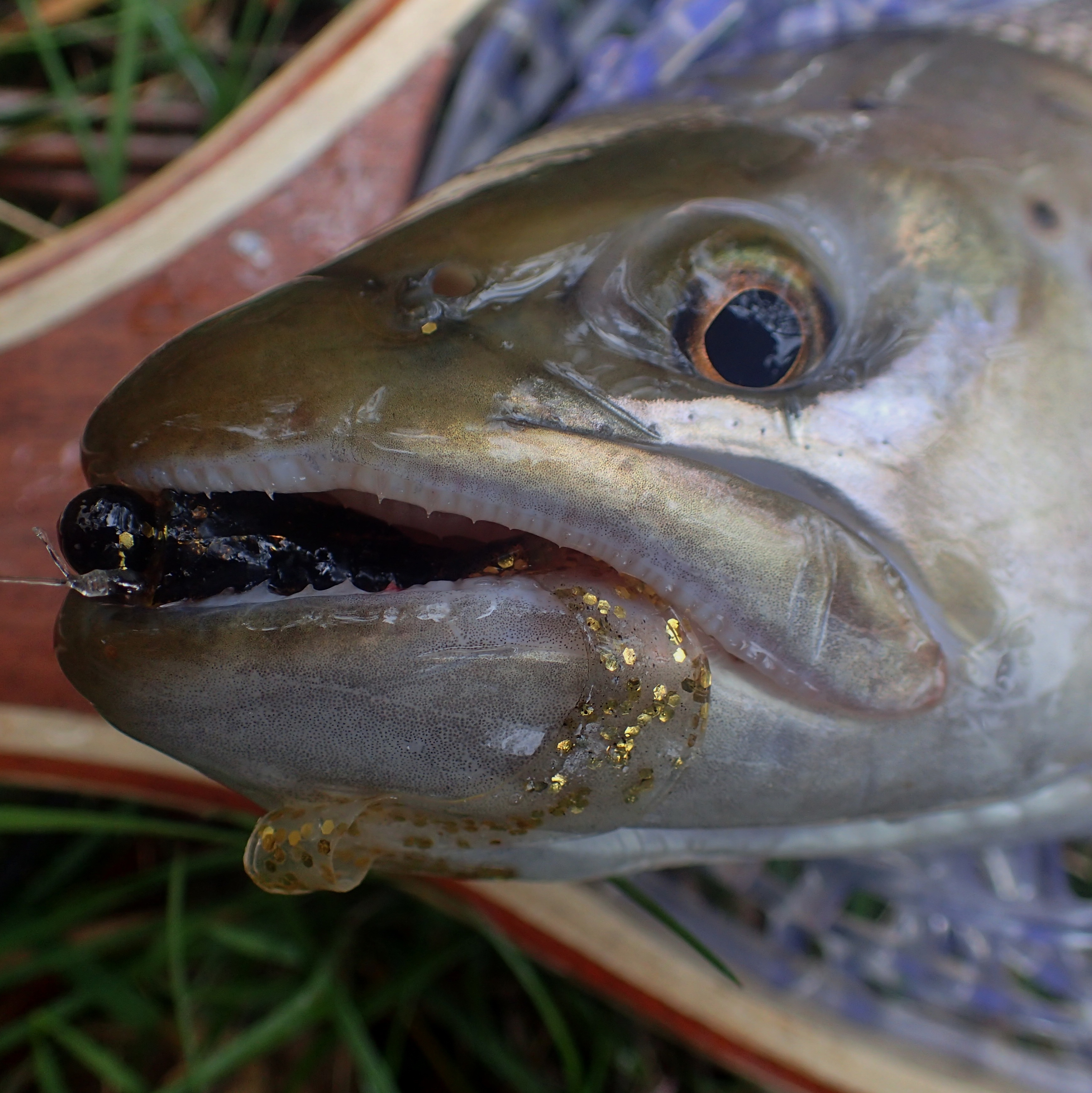 Bullet Head Jig Fishing Sinker Lead Weight Bottom Fish - Coral Sea