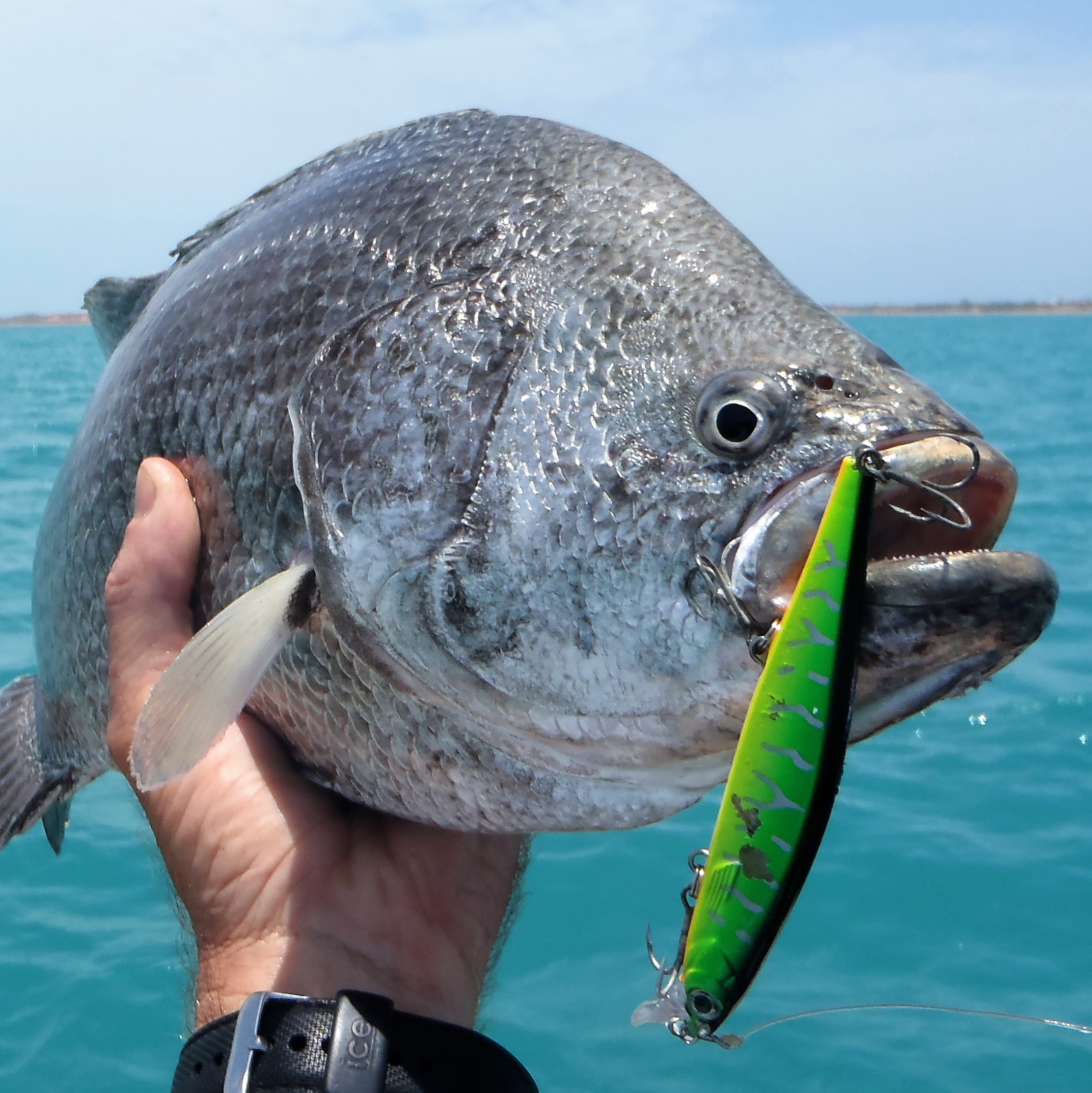 Dropper type Bait Rigs and Weedless soft plastic Rigs are