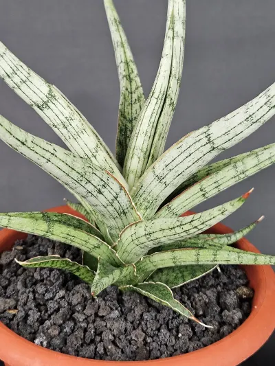 Mandalika 1 Thumbnail