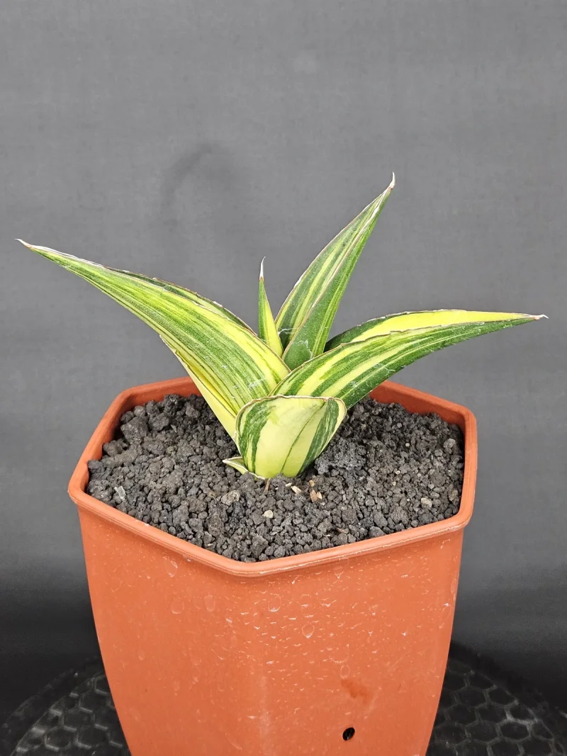 Kukubima 1 Thumbnail