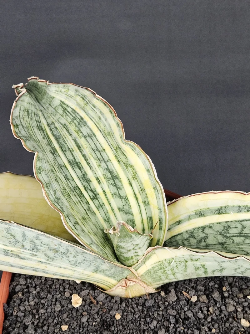 Silverblue 1 Thumbnail