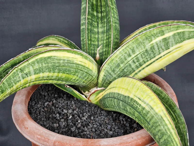 Zimbabwe 1 Thumbnail