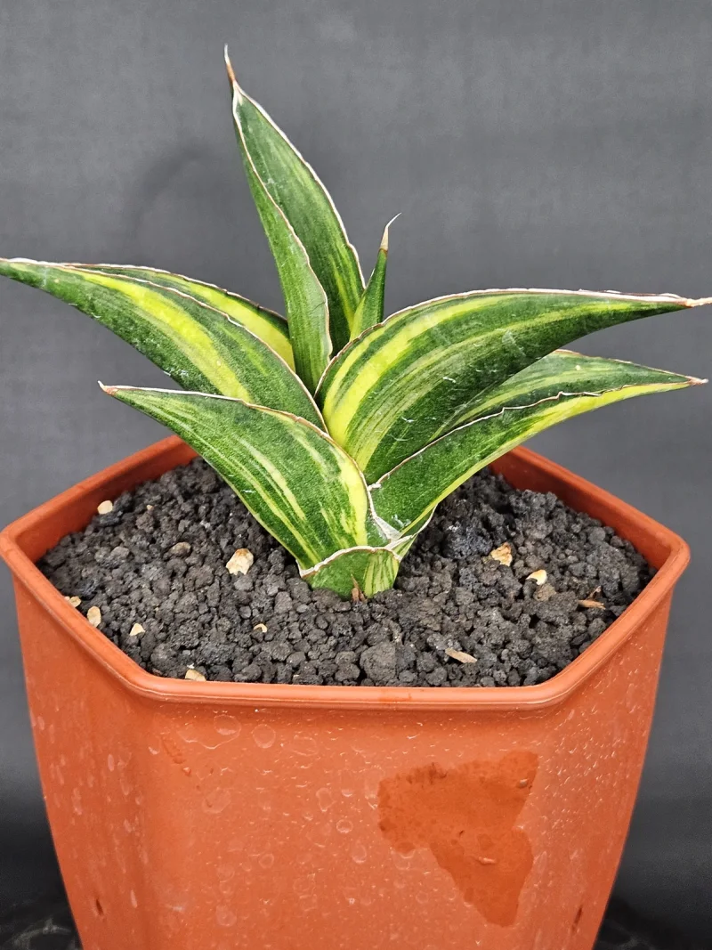 Kukubima 2 Thumbnail