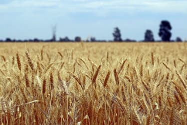 Australian wheat ASIC continues fight against individuals in Oil-For-Food investigation