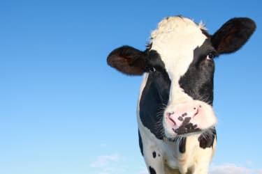 Dairy cow Chinese dairy appoints provisional liquidators in Hong Kong and BVI