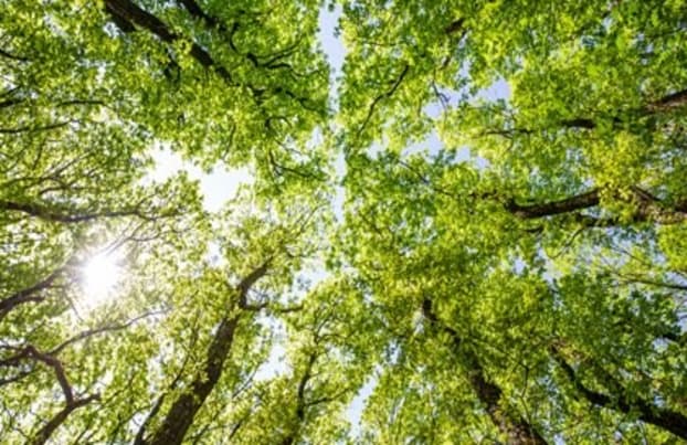 Looking upwards at a green tree canopy