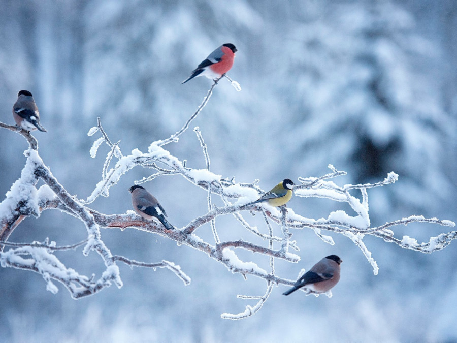 Lc Explorer Attend Winter Bird Care