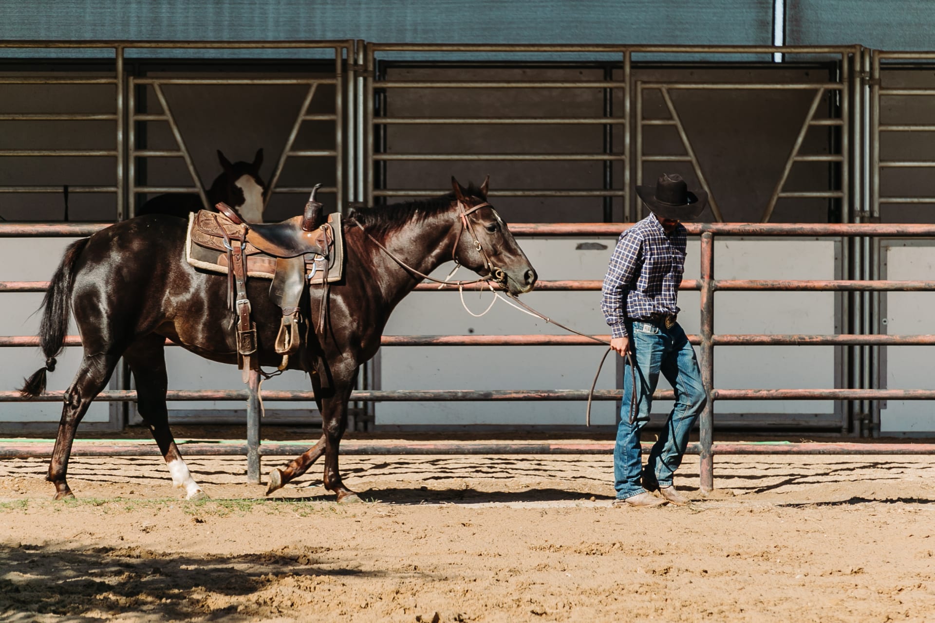 Bosque Ranch Horse 